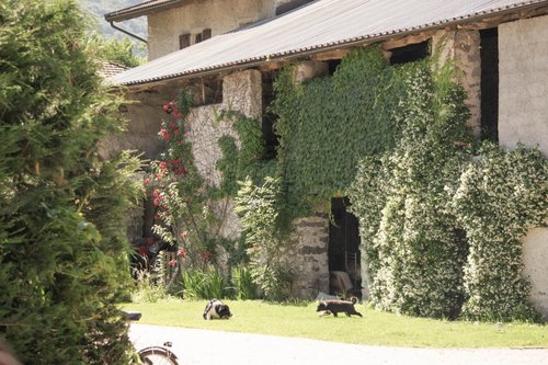 Agriturismo Prato Alpino, la tua casa tra le Alpi - Samolaco