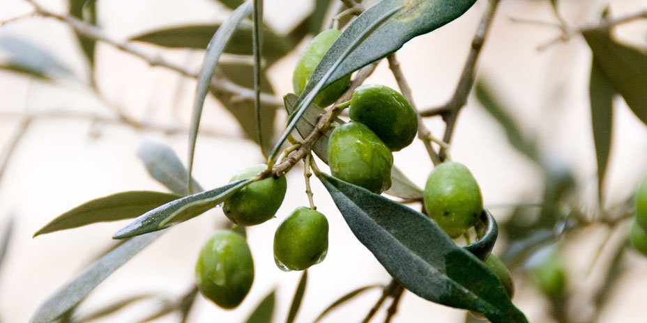 Olive in Italia