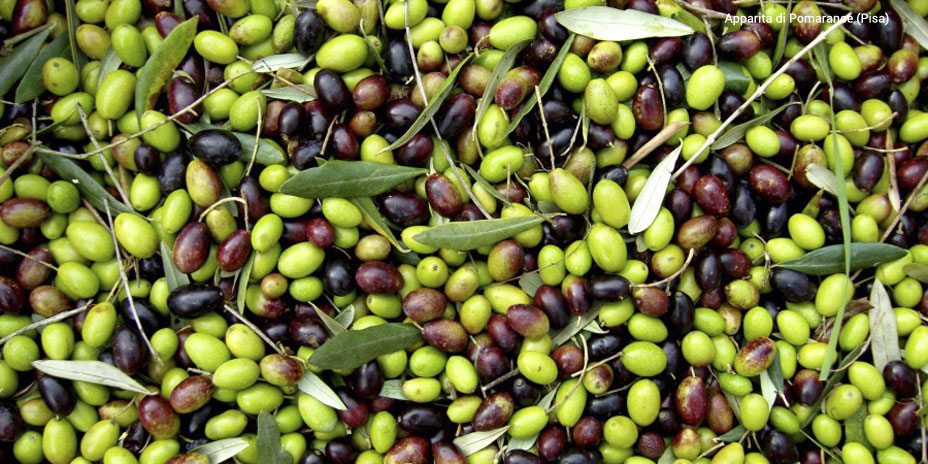 Pomarance, raccolta delle olive